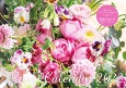 Rose　Calendar【S10】　2022