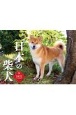 日本の柴犬カレンダー　2022