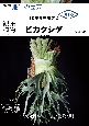観葉植物ビカクシダ　12か月栽培ナビNEO