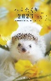 Hedgehog　Calendar　ハリめくり　2023