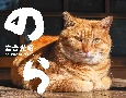 猫カレンダー　のら　2023