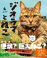 ジオラマとねこ