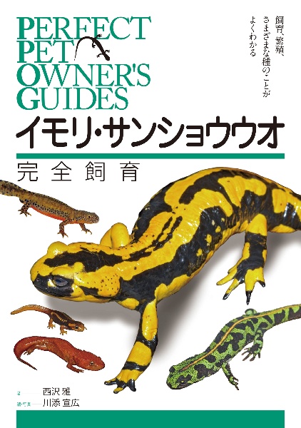 樹上棲カエルの教科書/西沢雅 - 販売書籍｜TSUTAYA レンタル・販売