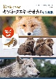 絵を描くためのキツネ・タヌキ・オオカミの写真集　トレース・模写が自由！