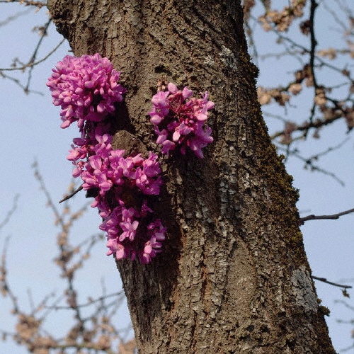 Ｍｅｅｔｉｎｇ　ｗｉｔｈ　ａ　Ｊｕｄａｓ　Ｔｒｅｅ