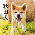 秋田犬カレンダー　2024