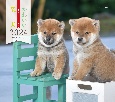かわいい柴犬カレンダー　2024