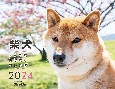 柴犬げんきなおはなしカレンダー　2024