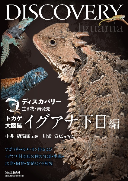 トカゲ大図鑑 スキンク下目編 ヨロイトカゲ科・カタトカゲ科