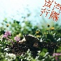 太陽歩行(DVD付)