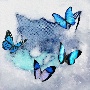 Frozen　Butterfly【SG＋DVD】(DVD付)