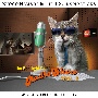 The　Moonlight　Cats　Radio　Show　Vol．　1