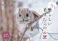 北の森に生きる愛らしい動物たちの素顔カレンダー　2025