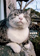 岩合光昭　ねこ手帳　2025