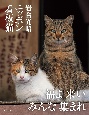 岩合光昭　ニッポン看板猫