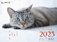 ねこのきもち大判カレンダー2025