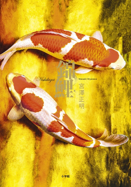 錦鯉 宮澤正明写真集