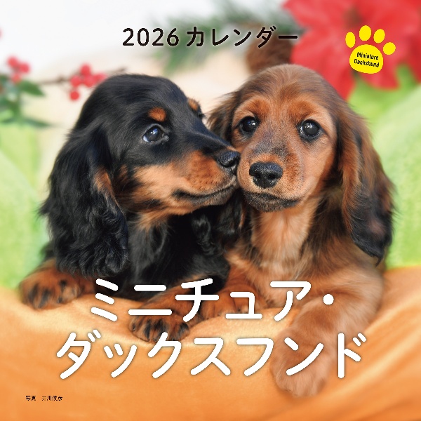 ミニチュア・ダックスフンドカレンダー 2026