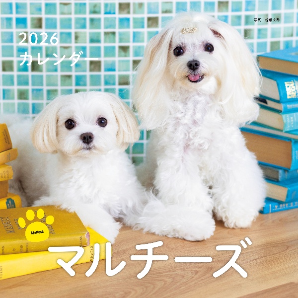 マルチーズカレンダー 2026