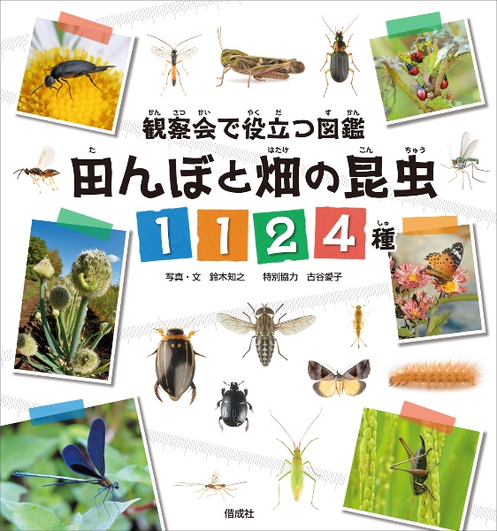 田んぼと畑の昆虫1124種 観察会で役立つ図鑑/鈴木知之 - 販売書籍