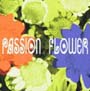 Passion　Flower(HYB)